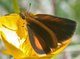 Least Skipper